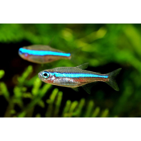 Neon simulans, neon zielony, Paracheirodon simulans
